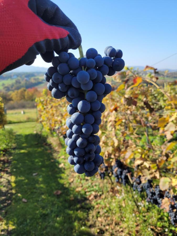 Fantastic View Vineyard Beskid Mountains Gruszow  Eksteriør bilde