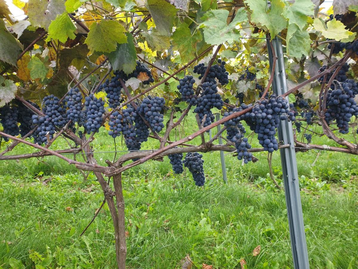 Fantastic View Vineyard Beskid Mountains Gruszow  Eksteriør bilde
